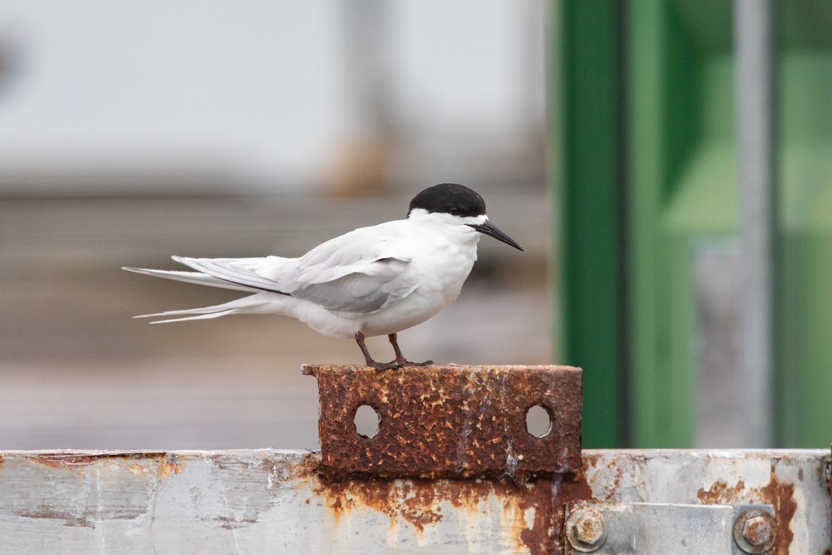 Sterne tara - ML646777314