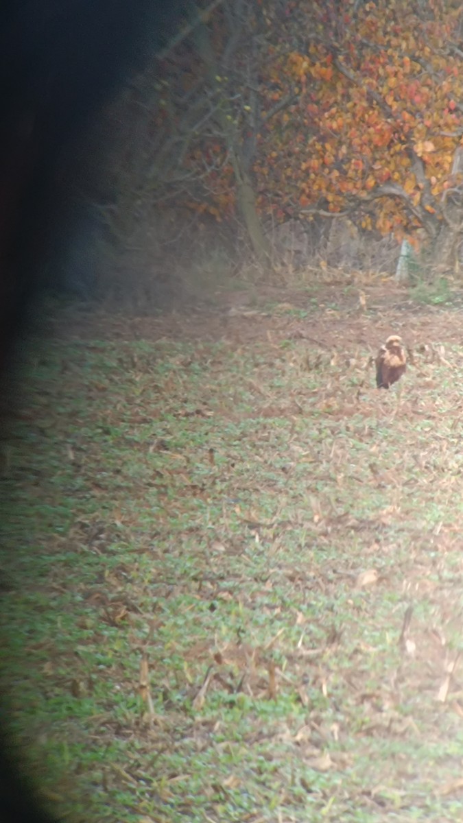 Busard des roseaux - ML646777315