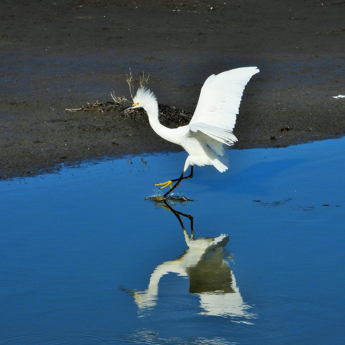 Aigrette neigeuse - ML646777316