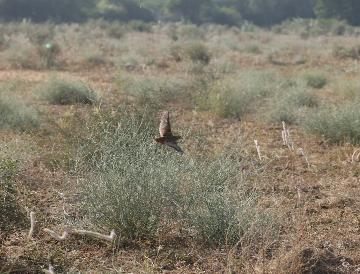 Barred Buttonquail - ML646777317