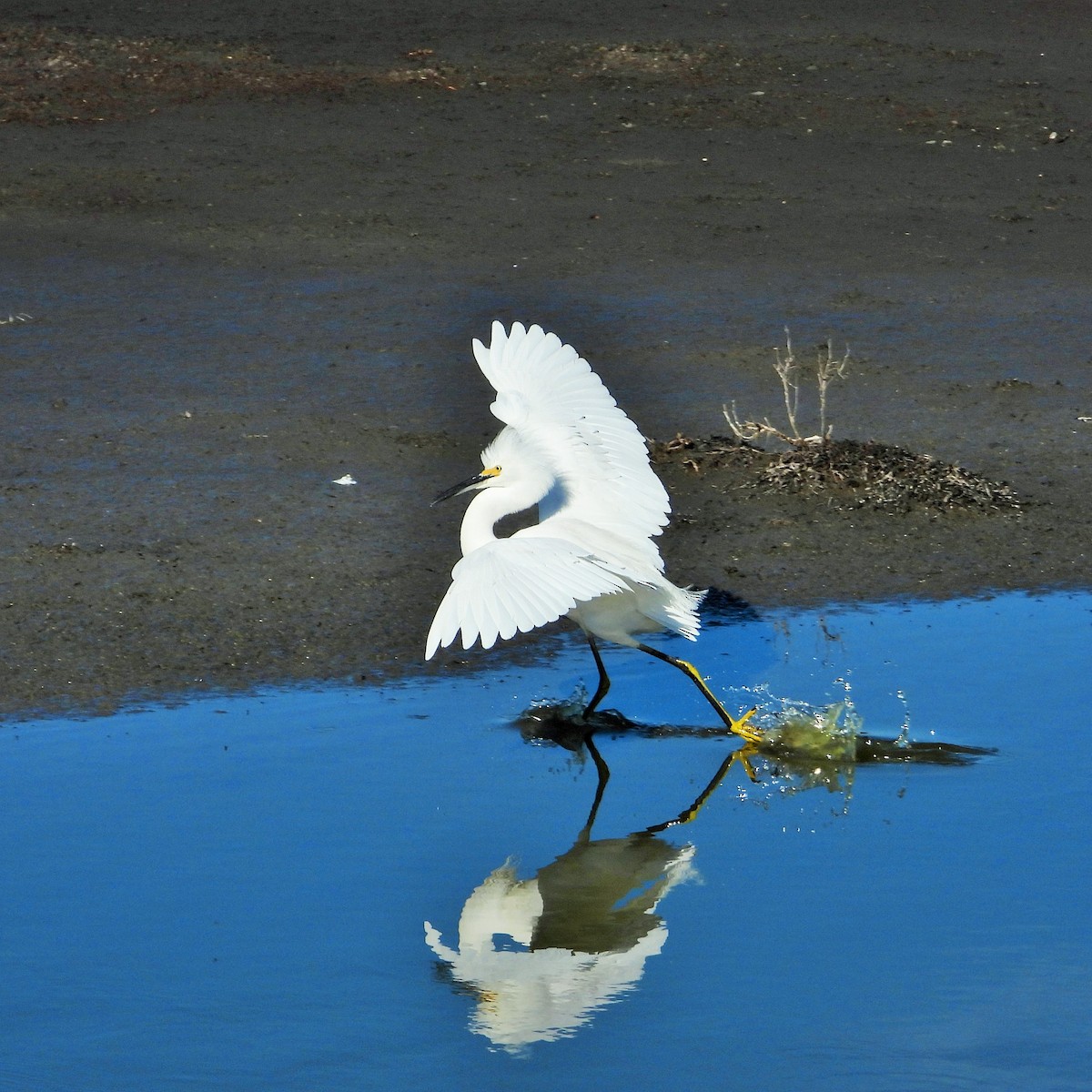 Aigrette neigeuse - ML646777320