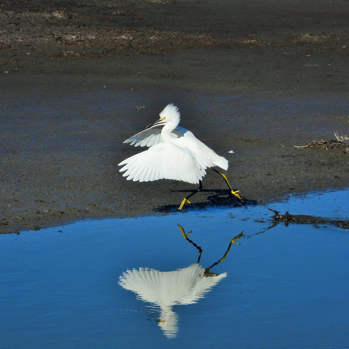 Aigrette neigeuse - ML646777326