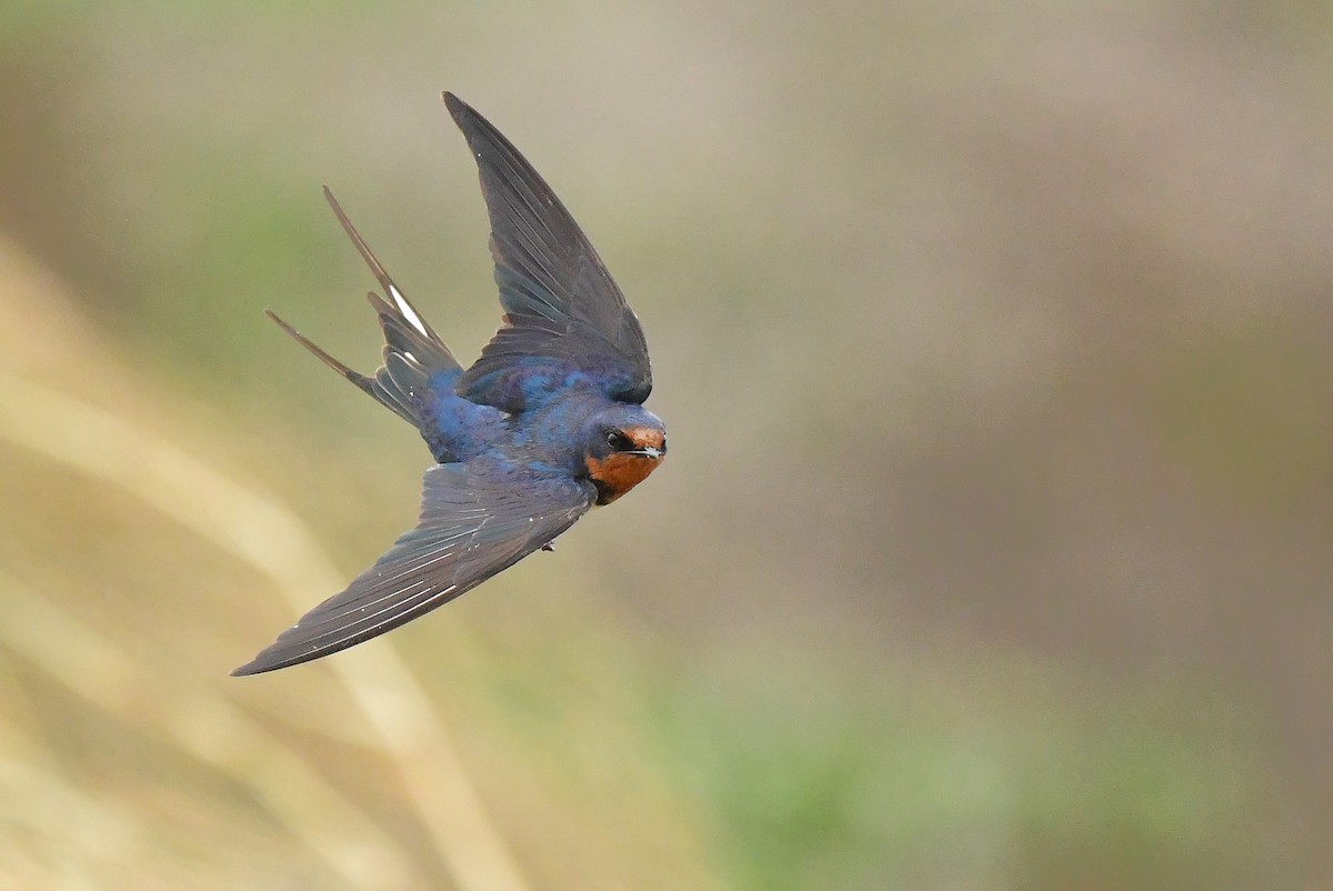 家燕 - ML646777327