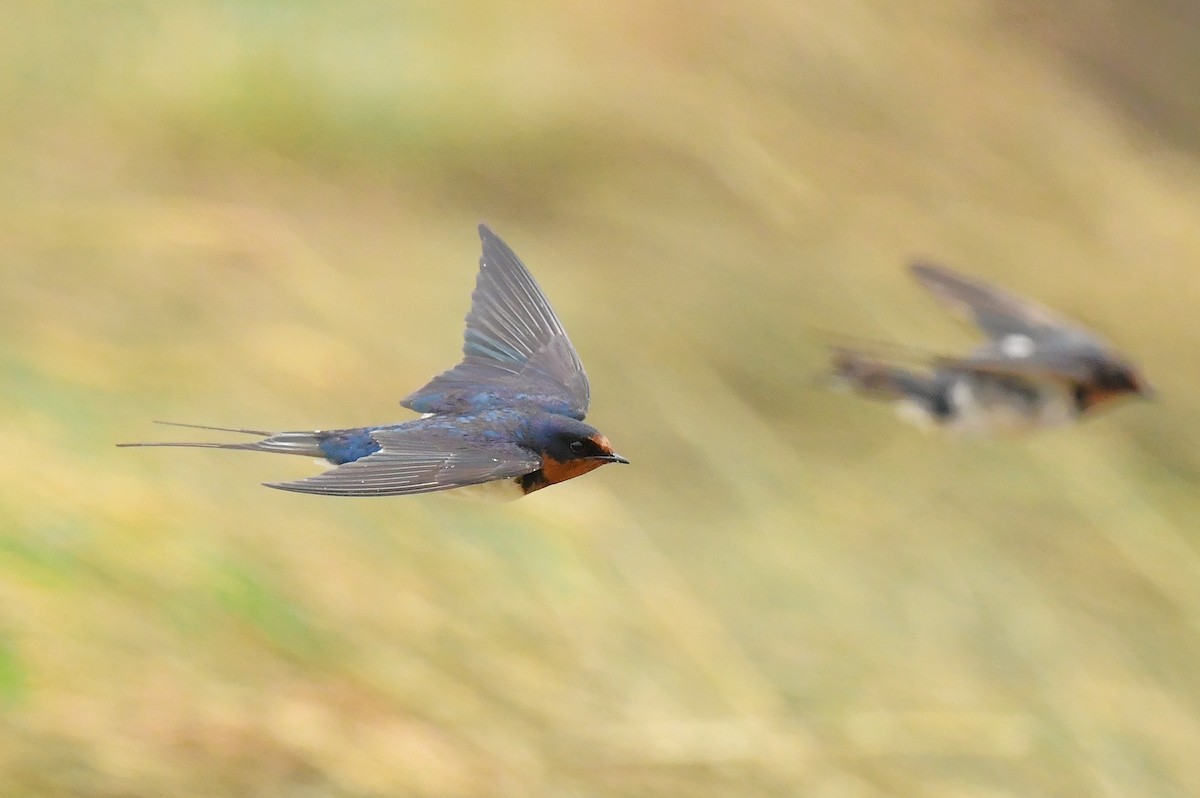 家燕 - ML646777328