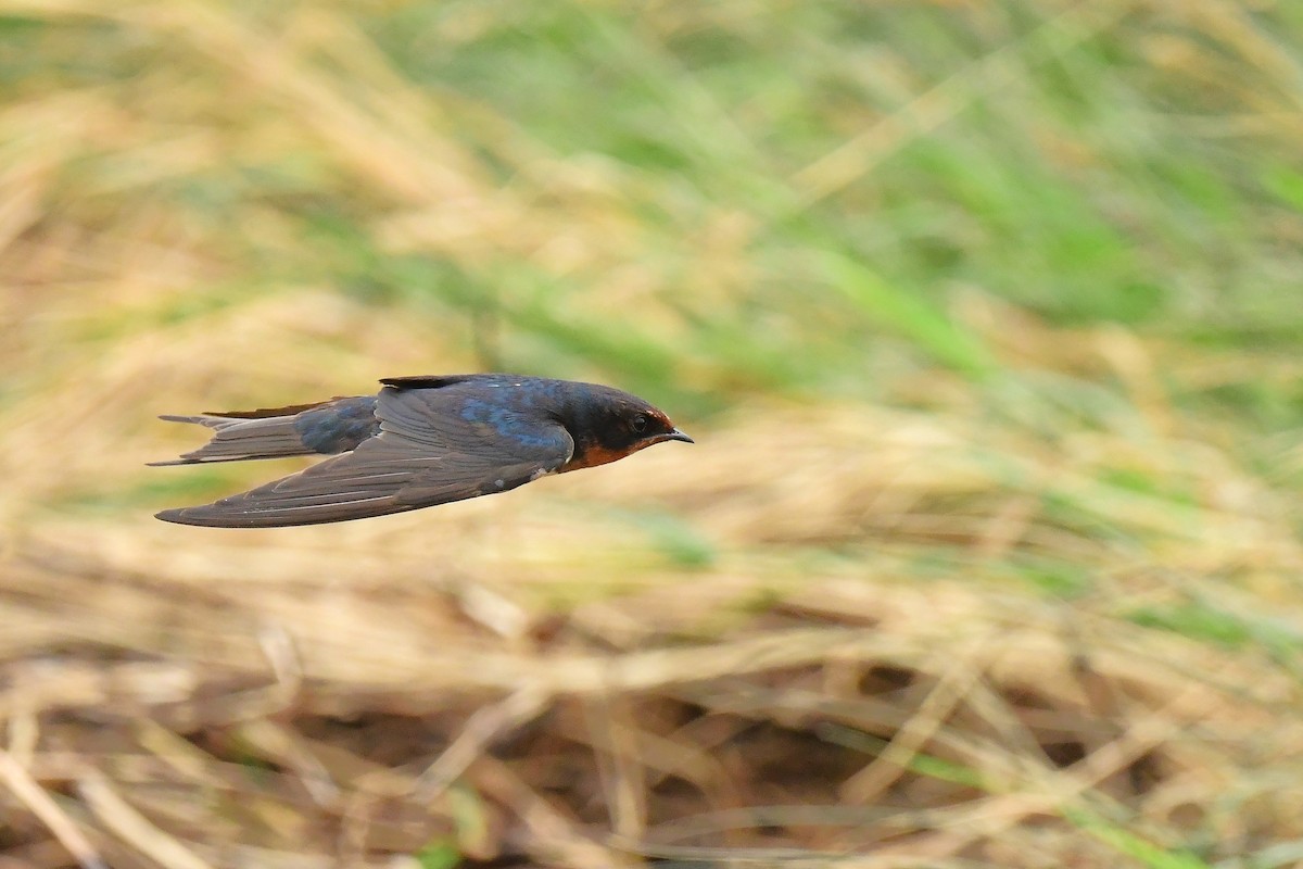 家燕 - ML646777330