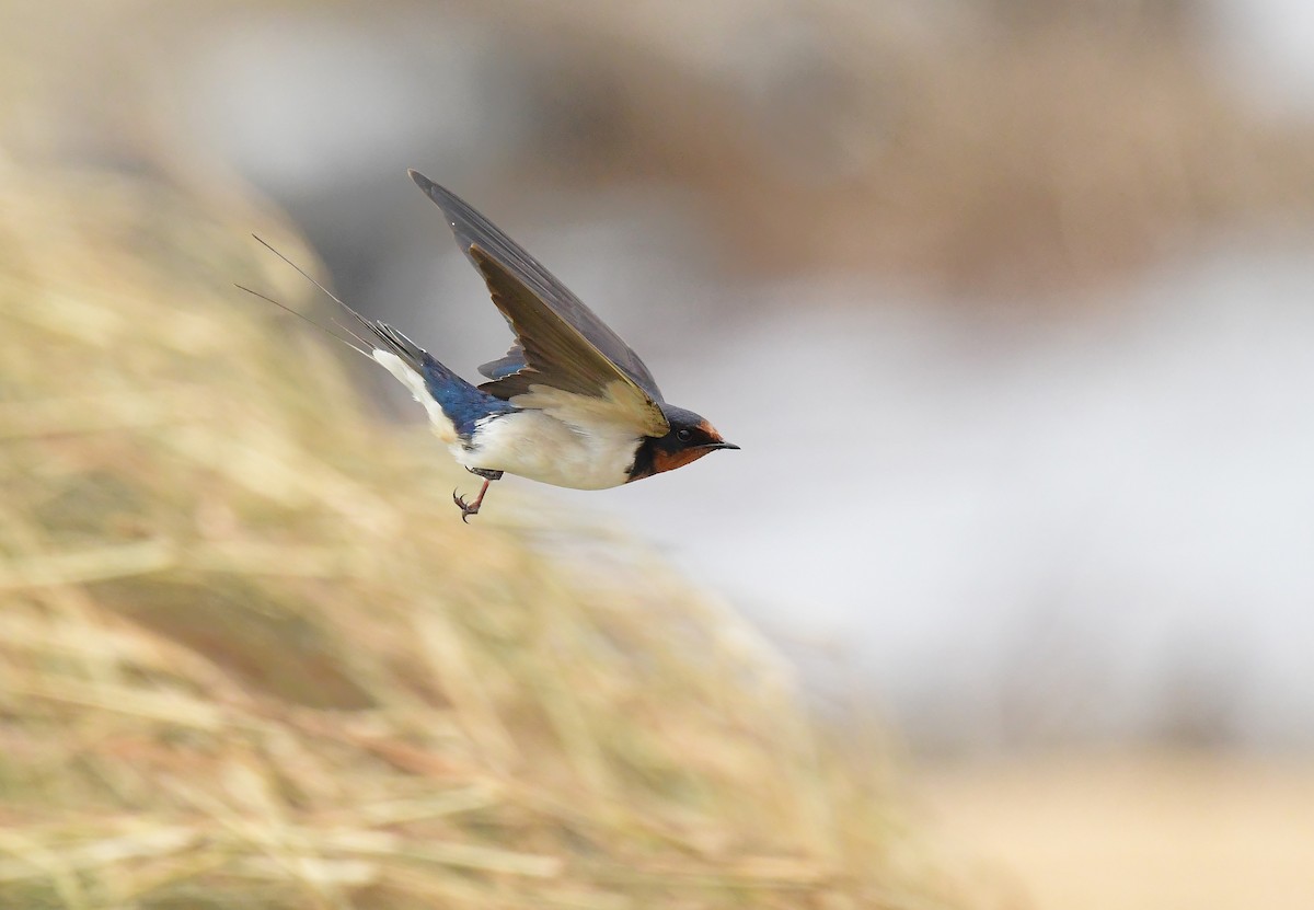 家燕 - ML646777331