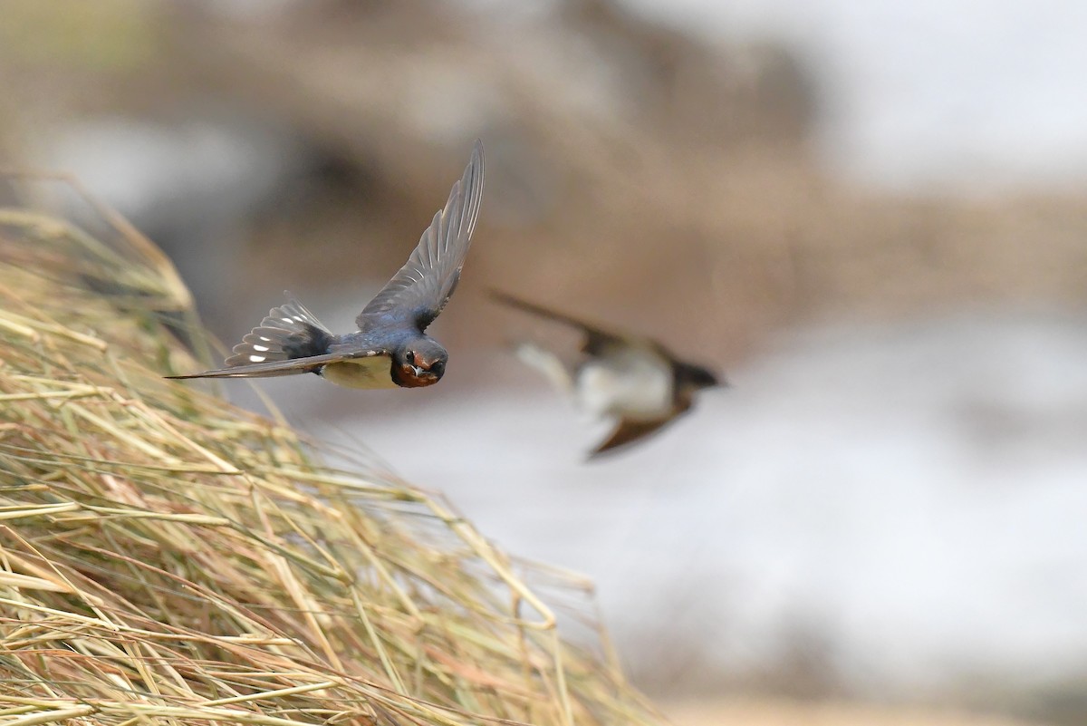 家燕 - ML646777332