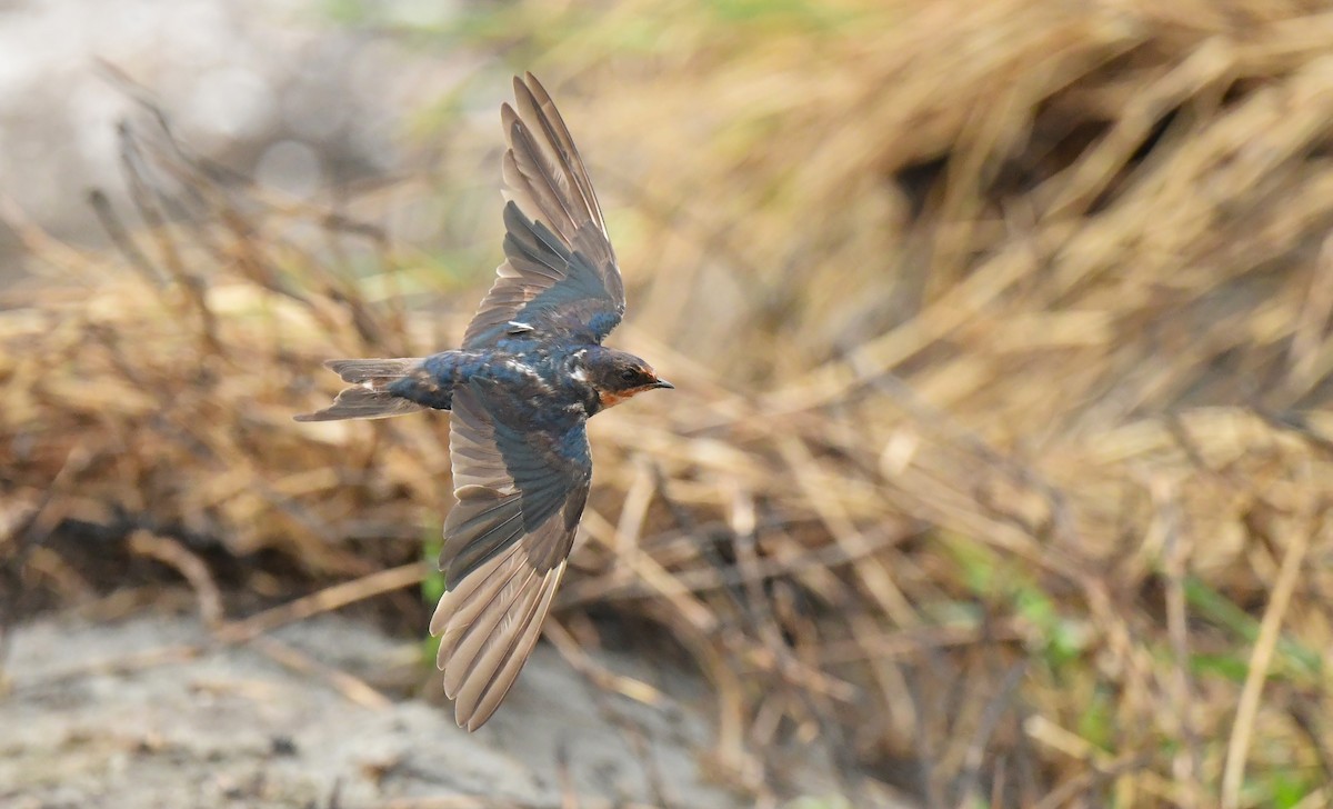 家燕 - ML646777333