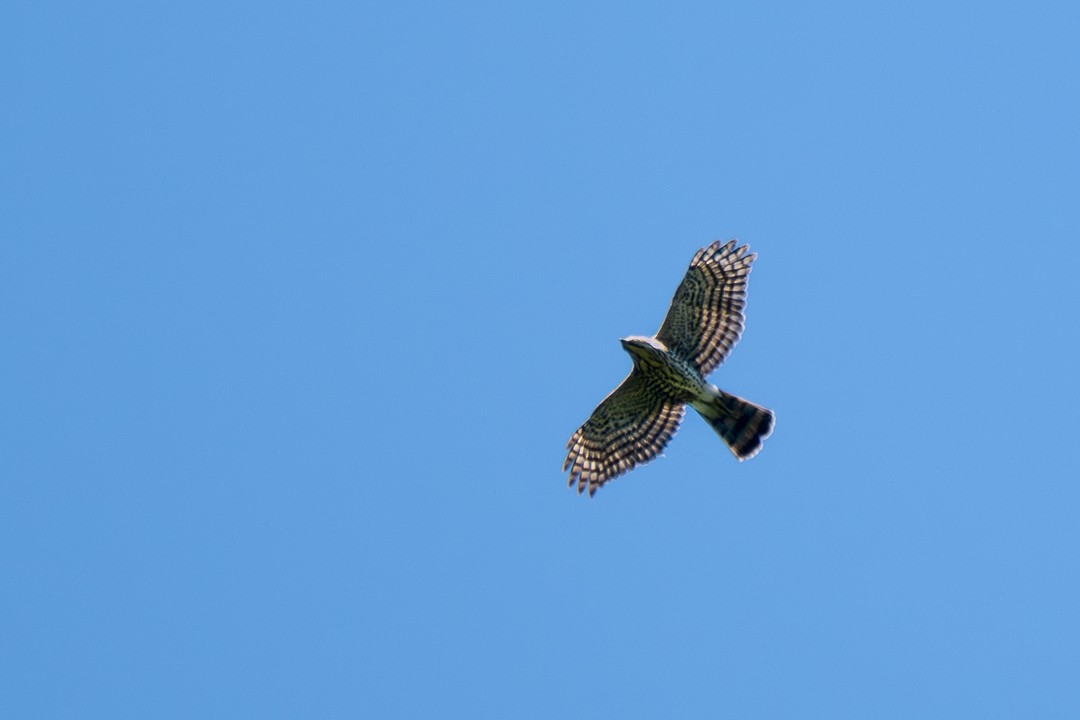 松雀鷹 - ML646777334