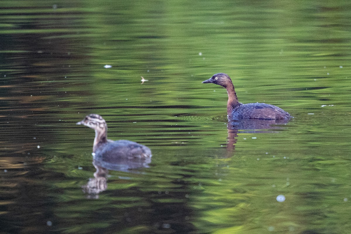 New Zealand Grebe - ML646777337