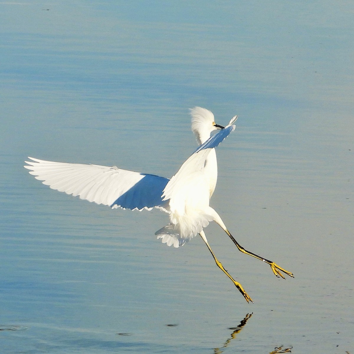 Snowy Egret - ML646777338