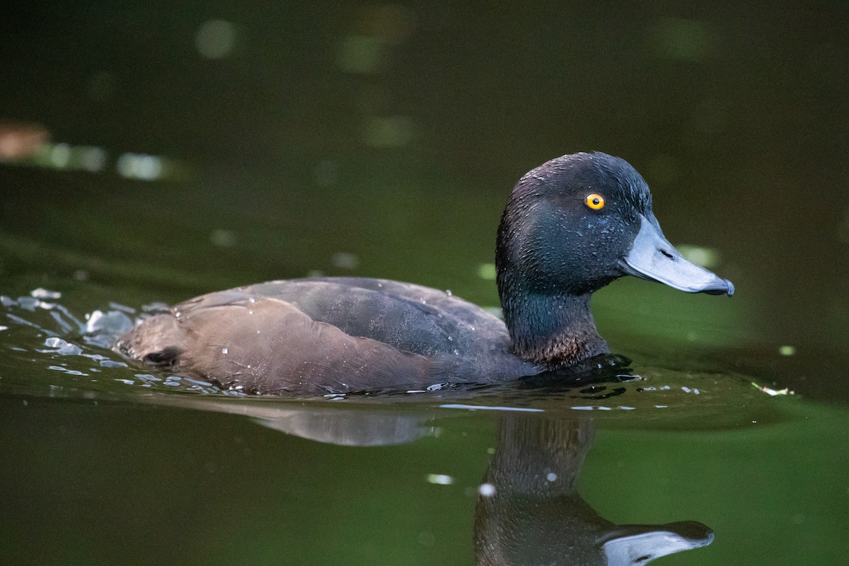 New Zealand Scaup - ML646777339
