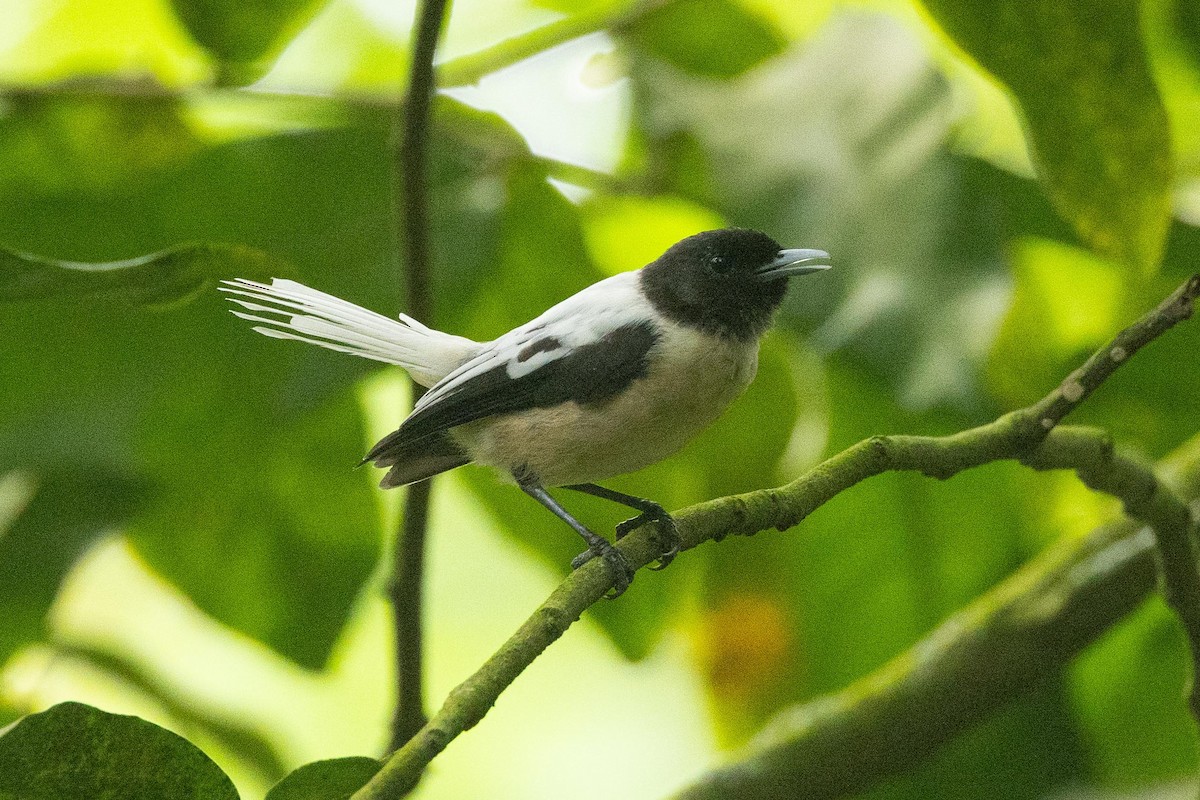 Marquesan Monarch - ML646777340