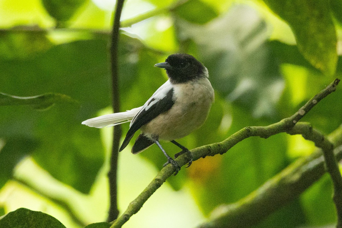 Marquesan Monarch - ML646777341