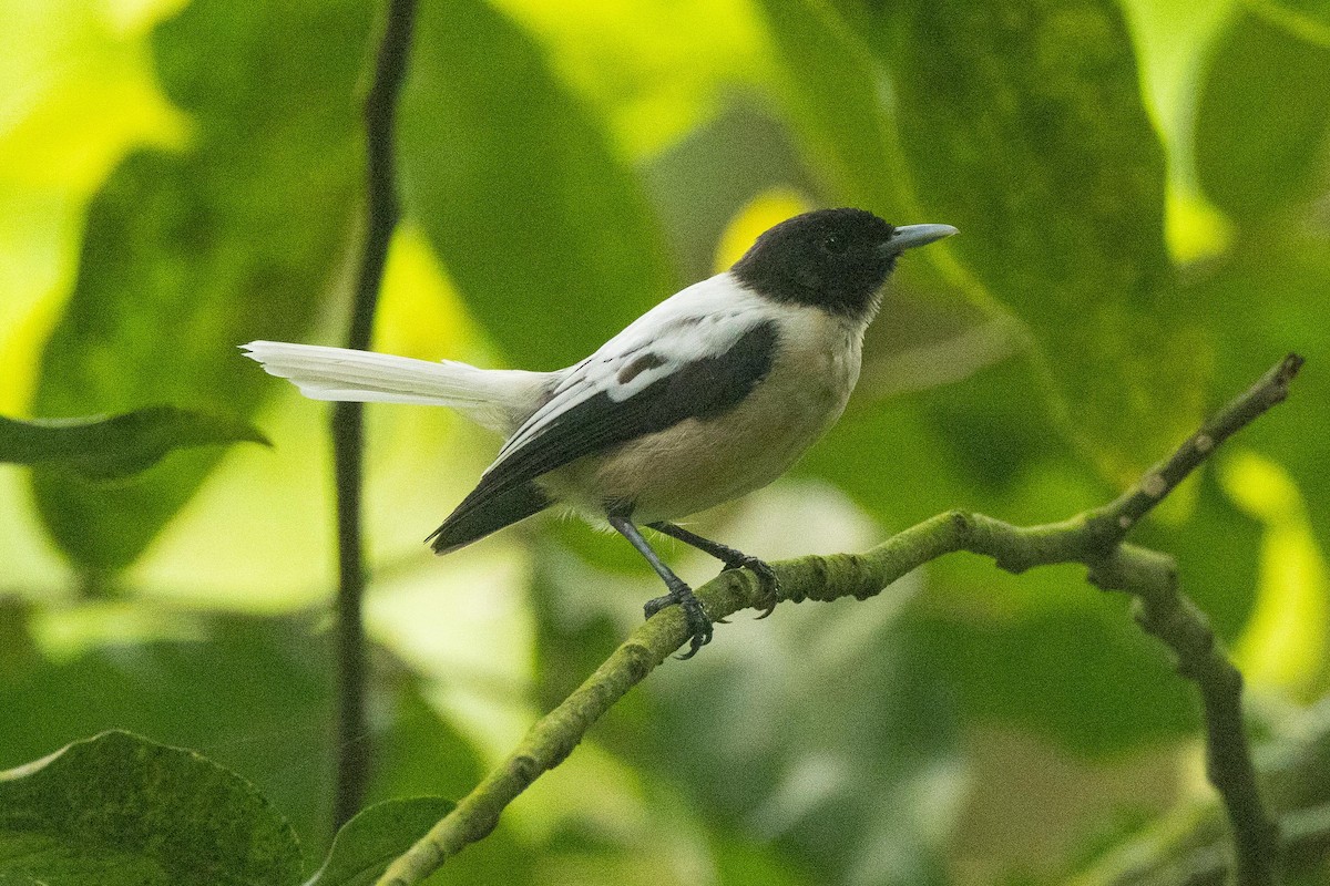 Marquesan Monarch - ML646777342