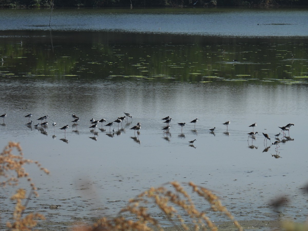 高蹺鴴 - ML646777343