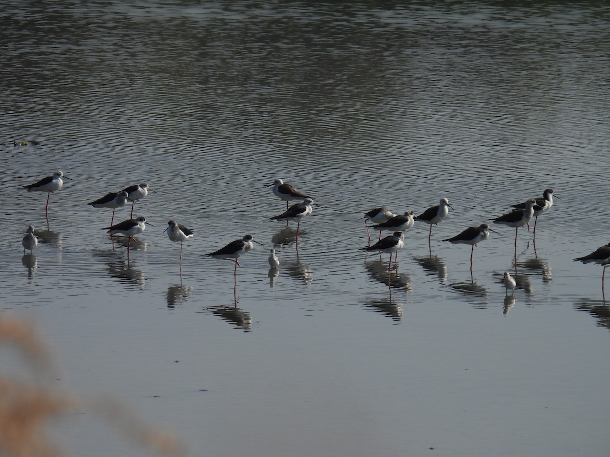 高蹺鴴 - ML646777344