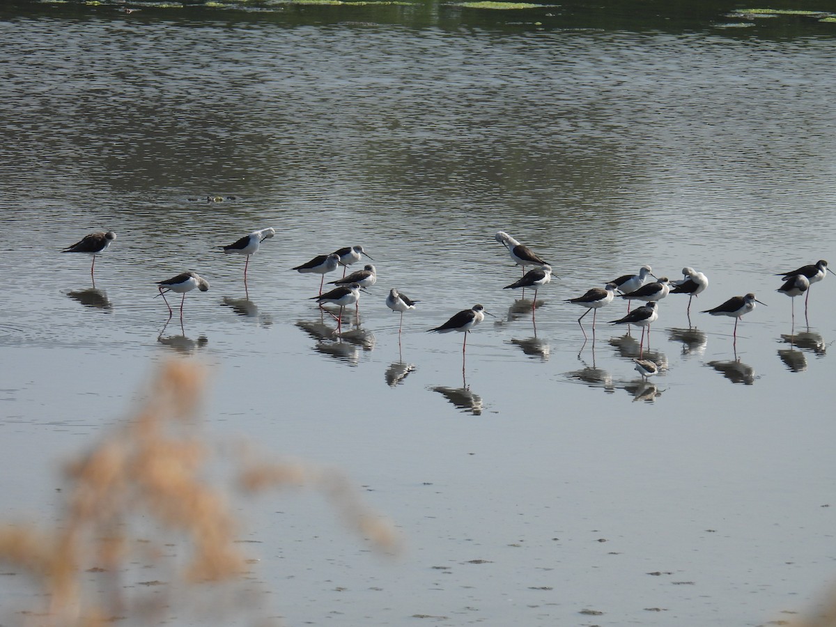 高蹺鴴 - ML646777345