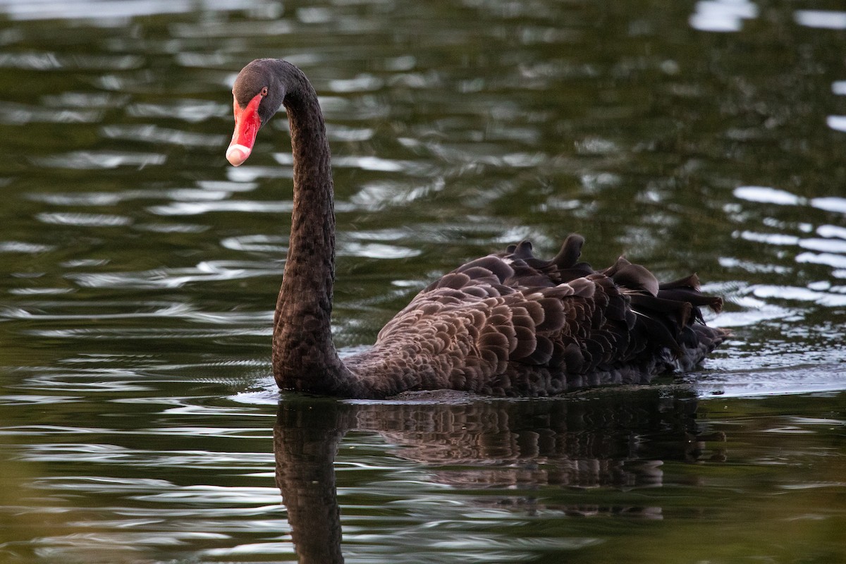 黑天鵝 - ML646777346