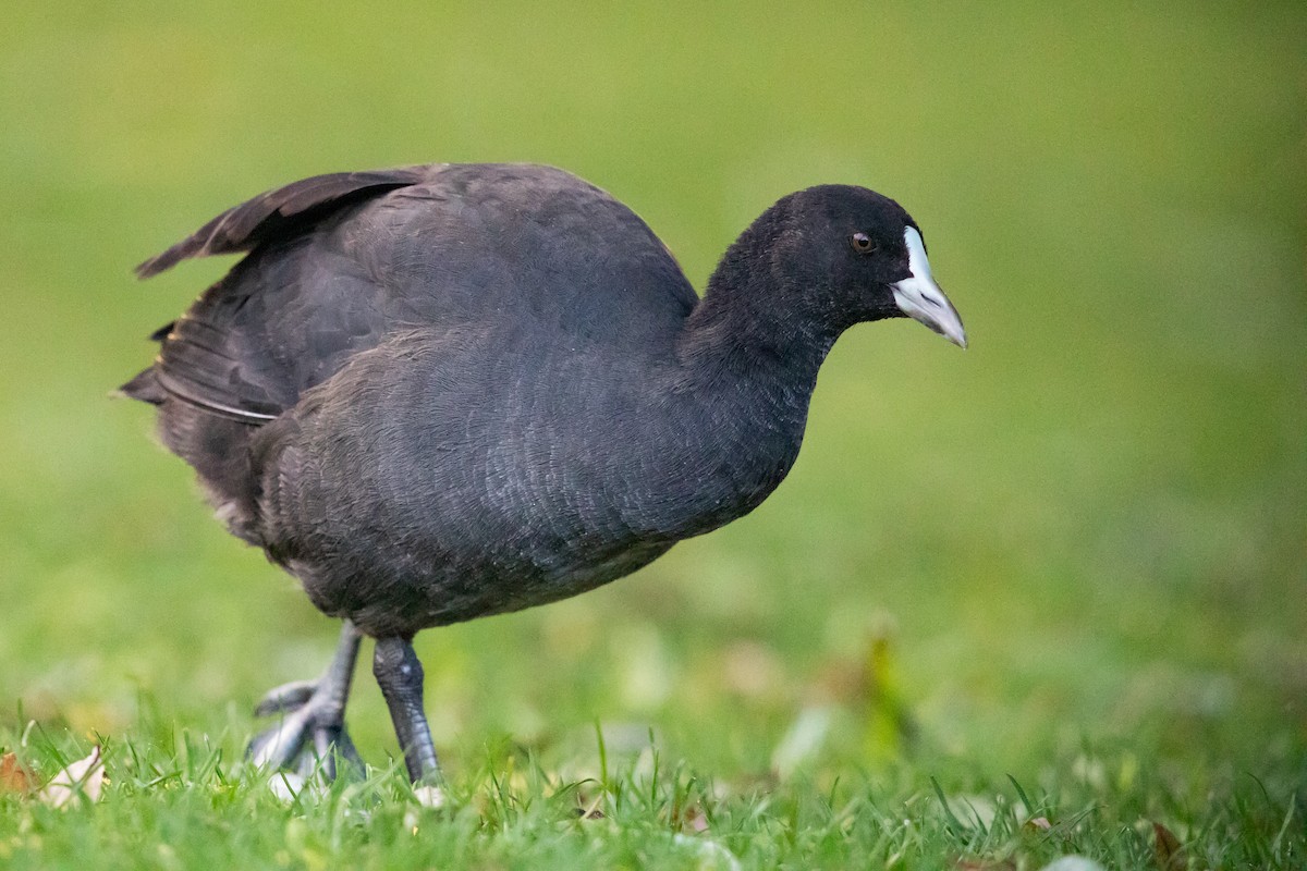 白冠雞 - ML646777347