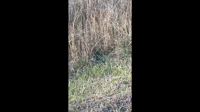 ירגזי זנבתן - ML646777349