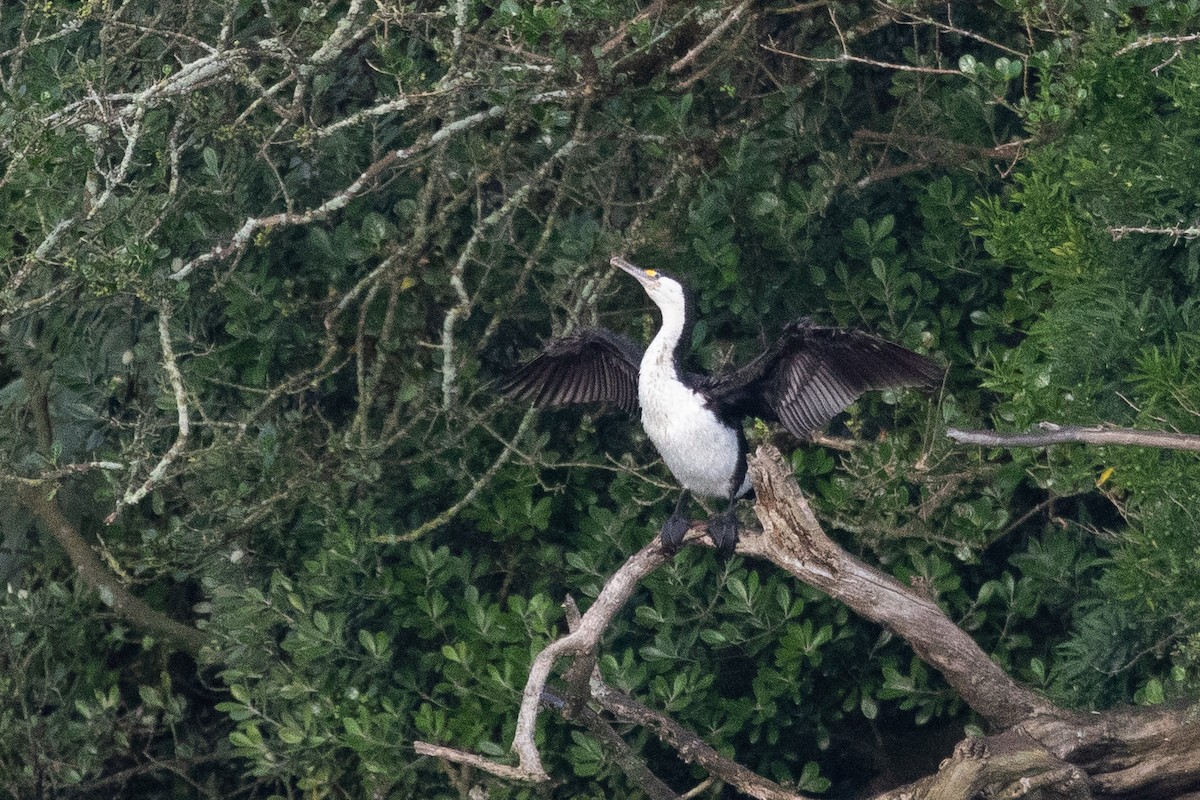 Pied Cormorant - ML646777350