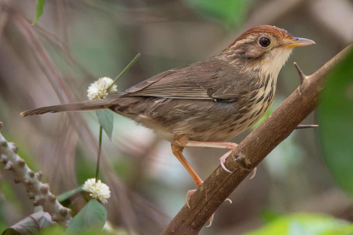 Puff-throated Babbler - ML646777352