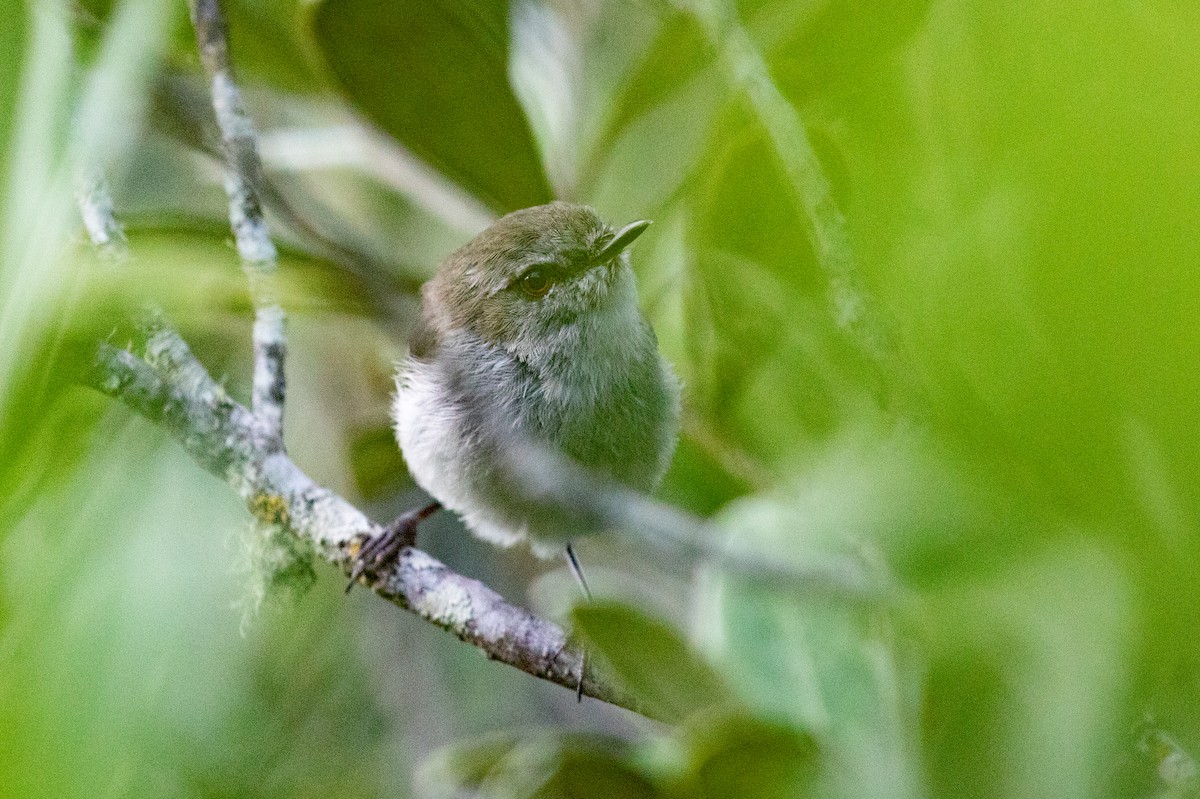 Gray Gerygone - ML646777355