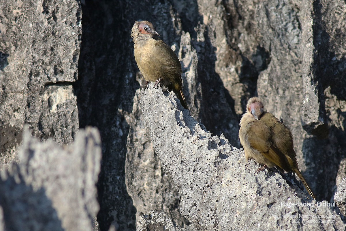 Bare-faced Bulbul - ML646777358