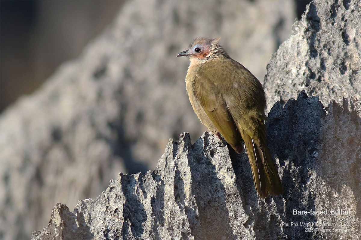 Bare-faced Bulbul - ML646777359