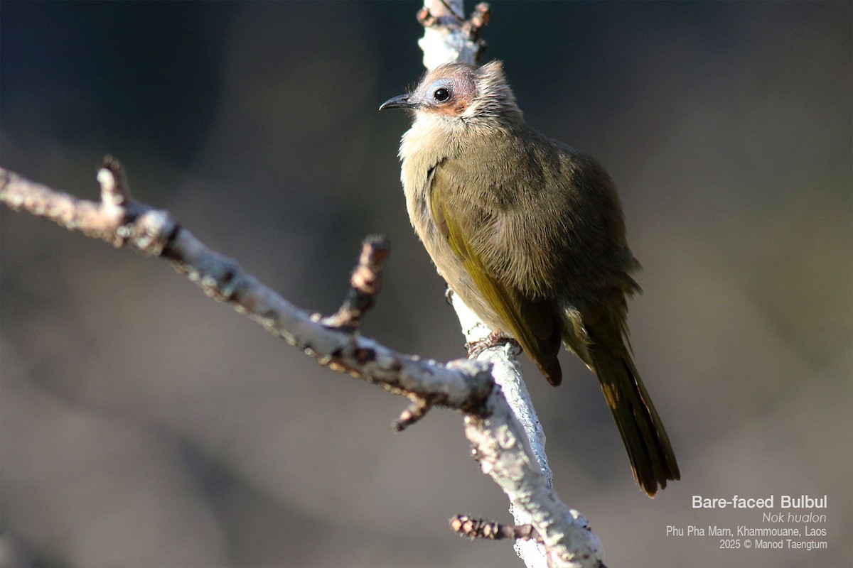 Bare-faced Bulbul - ML646777360