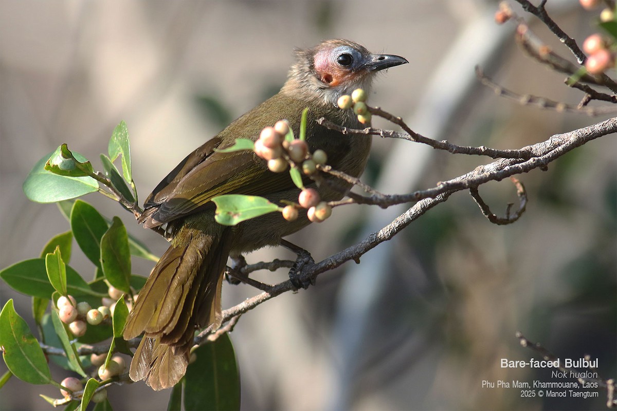 Bare-faced Bulbul - ML646777361