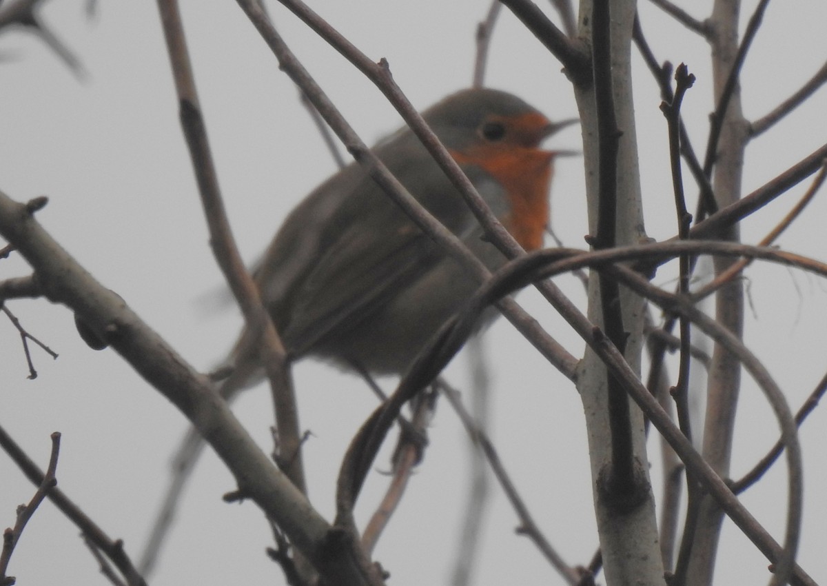 European Robin - ML646777362