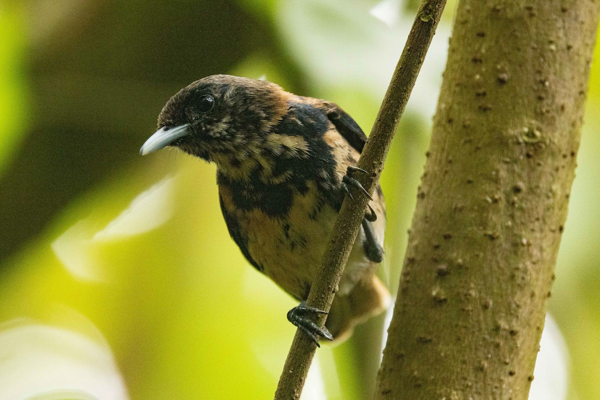 Marquesan Monarch - ML646777363