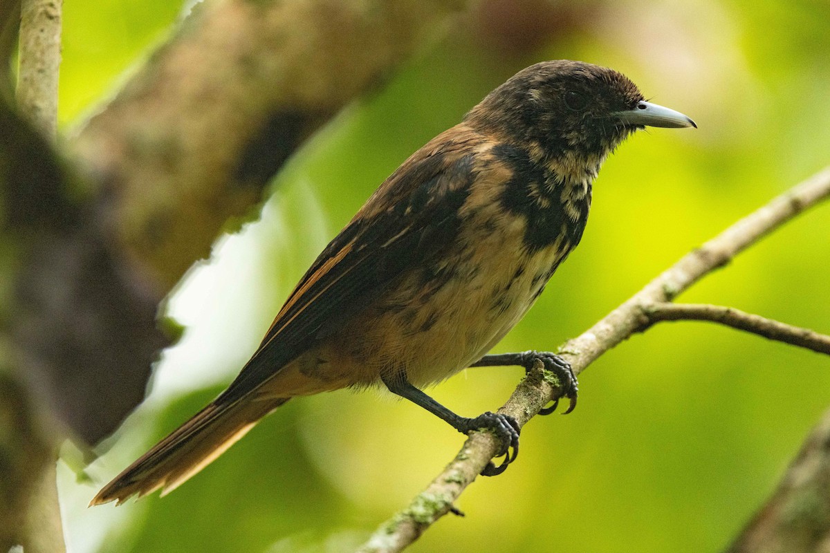 Marquesan Monarch - ML646777364