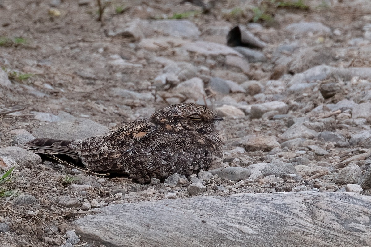 Savanna Nightjar - ML646777366