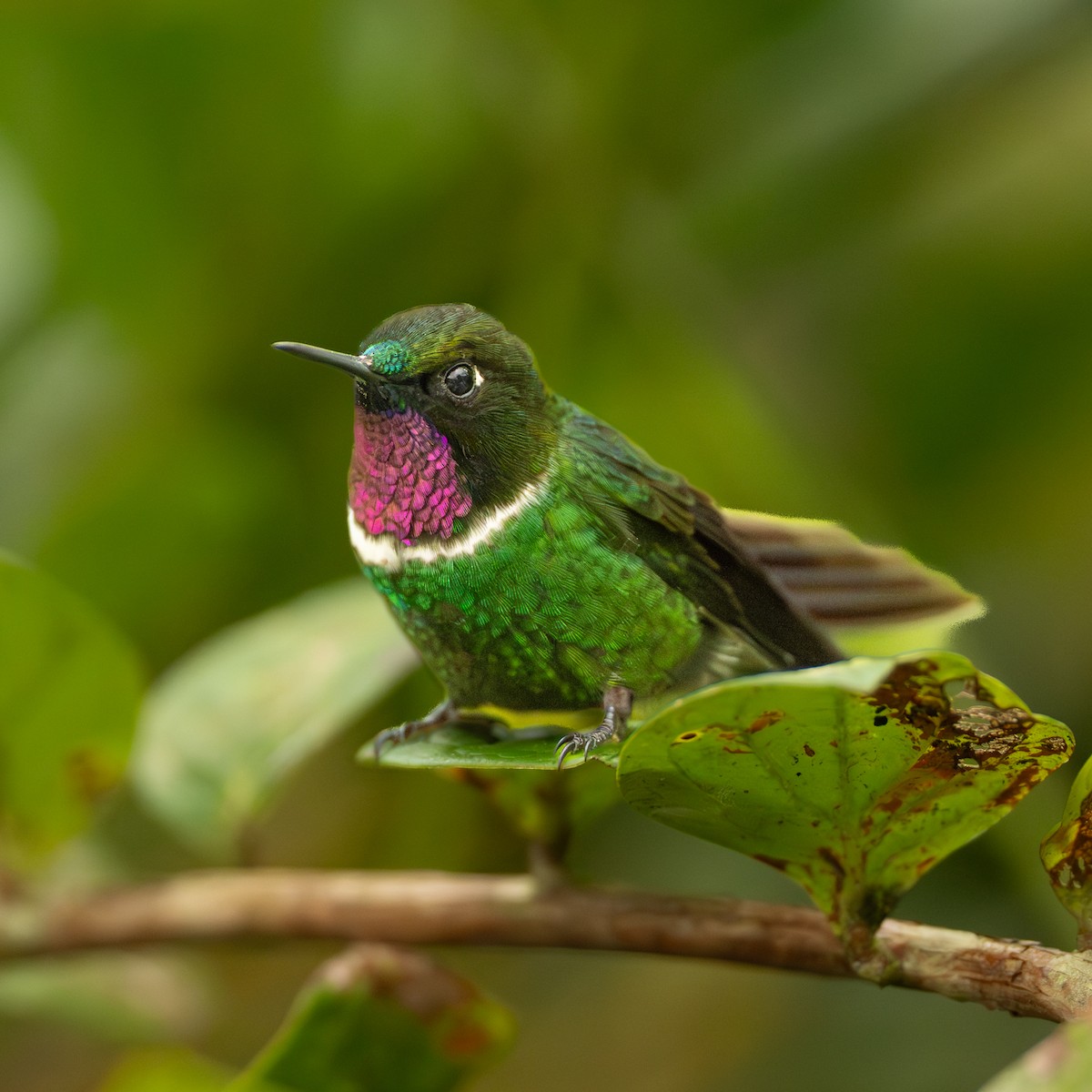 Gorgeted Sunangel - ML646777376