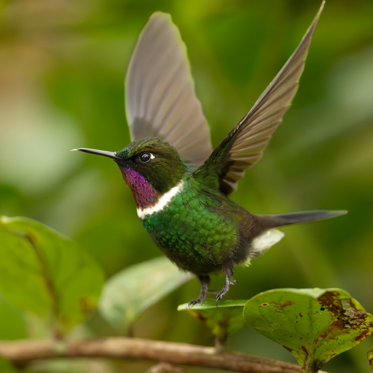 Gorgeted Sunangel - ML646777377