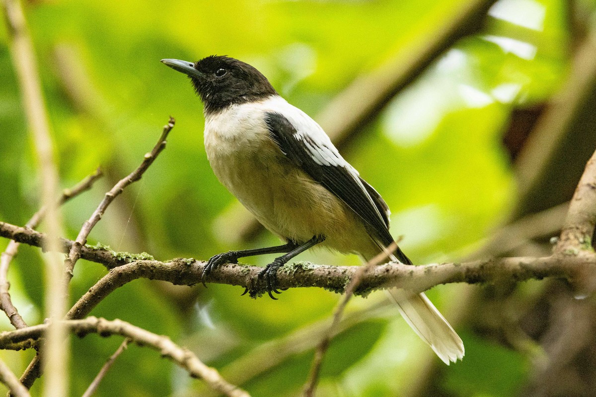 Marquesan Monarch - ML646777388