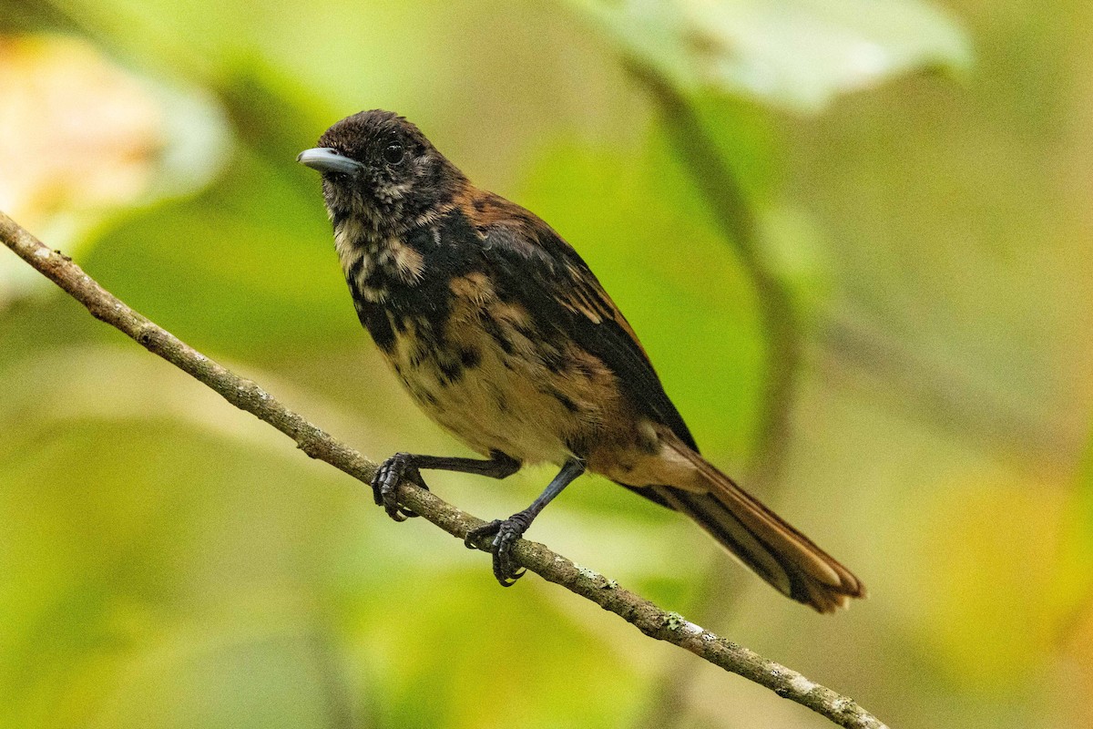 Marquesan Monarch - ML646777389