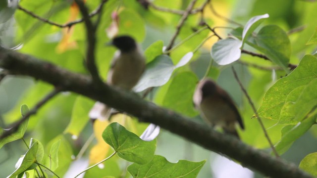 Marquesan Monarch - ML646777390