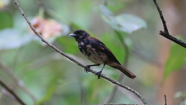 Marquesan Monarch - ML646777391