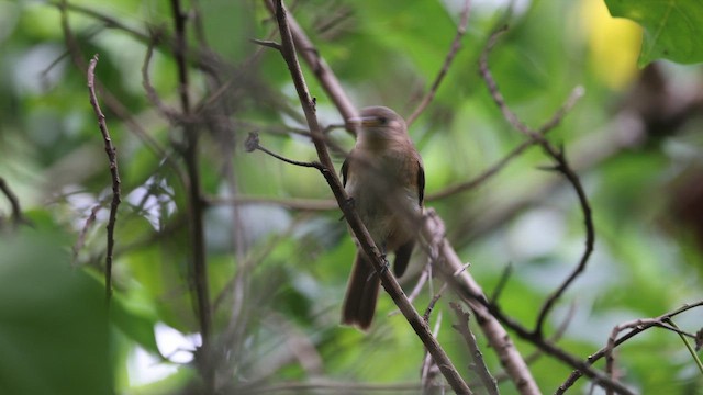 Marquesan Monarch - ML646777392