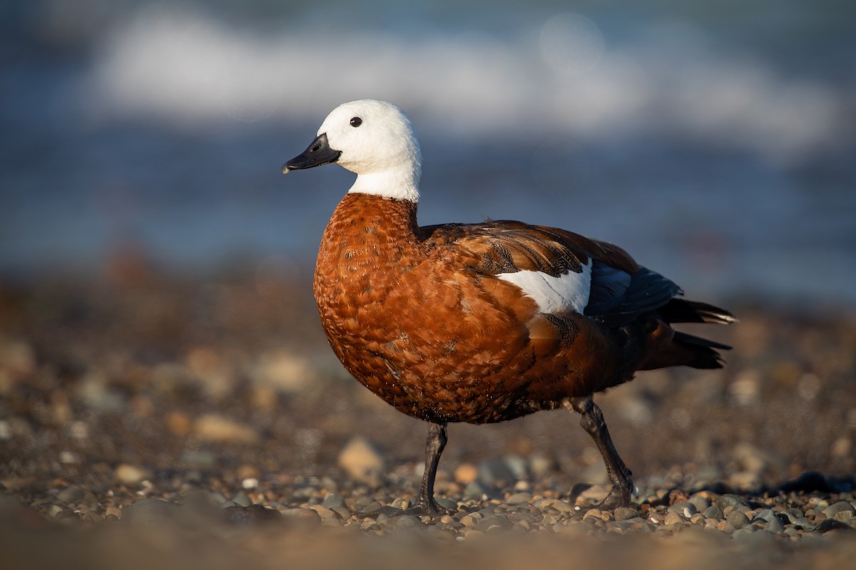 Paradise Shelduck - ML646777393
