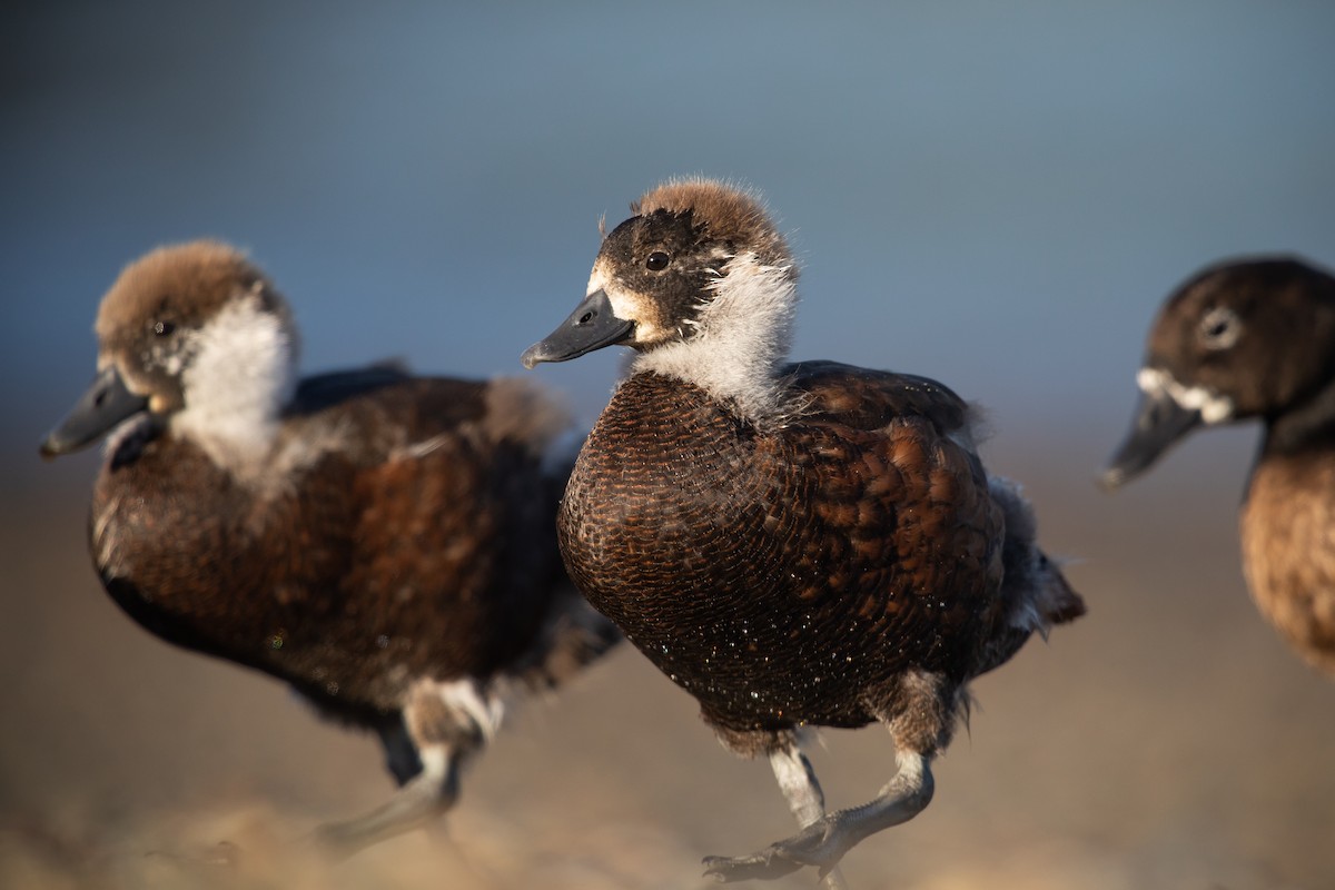 Paradise Shelduck - ML646777396