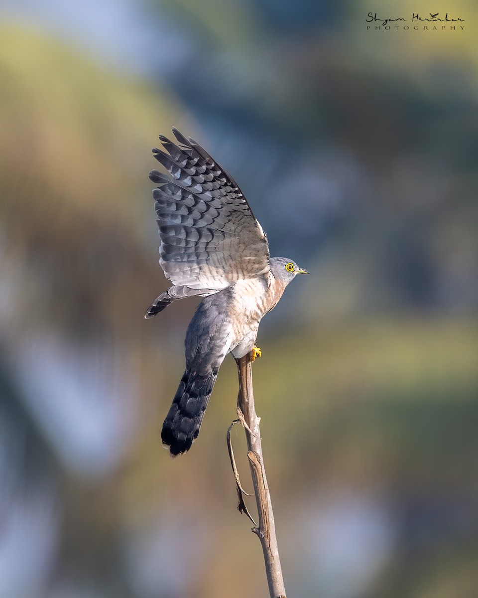 kukačka obecná - ML646777397