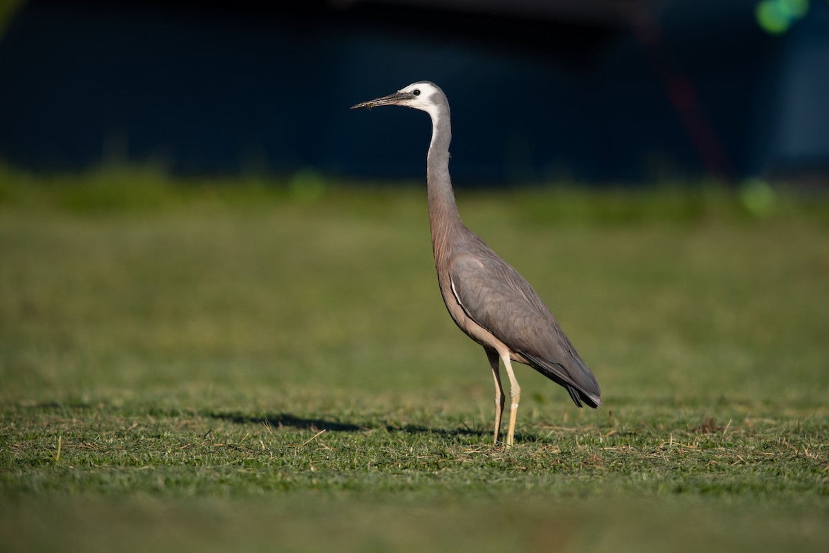 White-faced Heron - ML646777398