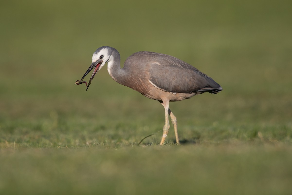 White-faced Heron - ML646777399