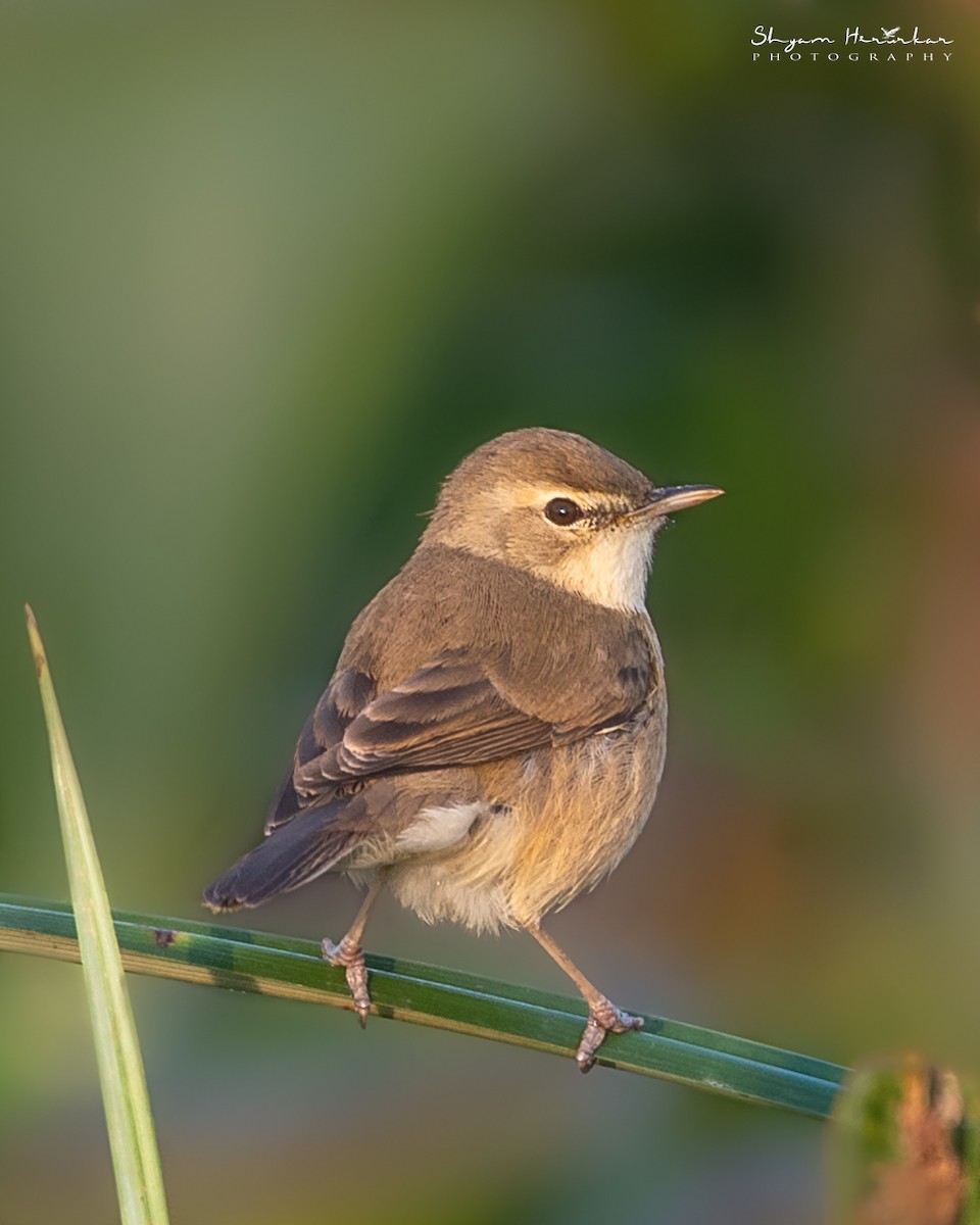 rákosník plavý/pokřovní - ML646777400
