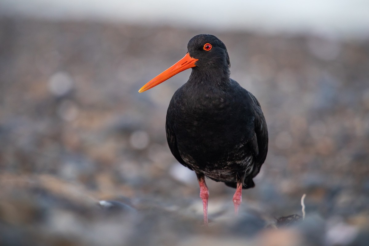 Variable Oystercatcher - ML646777401